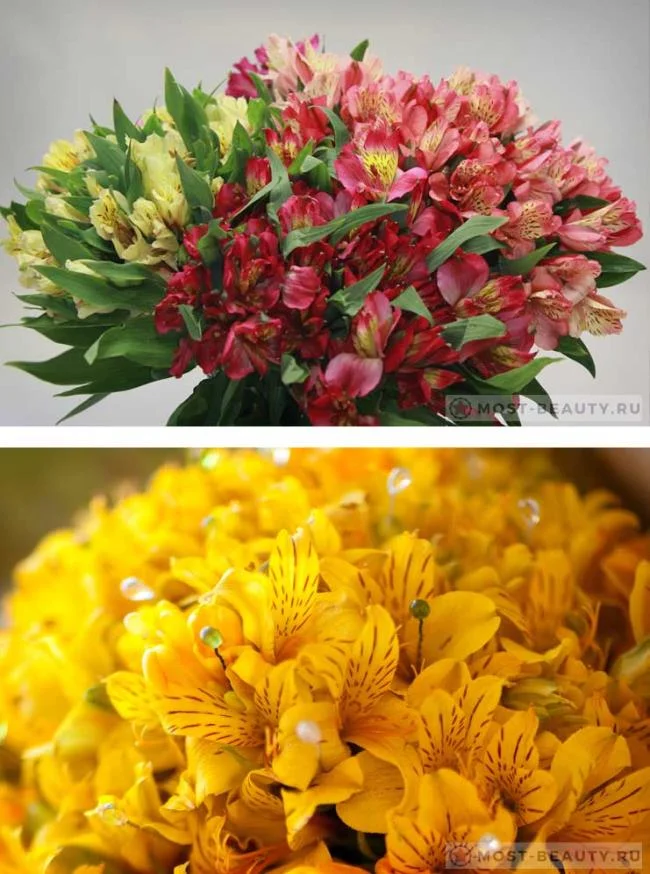 Quali fiori sono il nome. I fiori più belli del mondo. Bouquet da sposa con  piante grasse