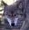 Wolves Theme