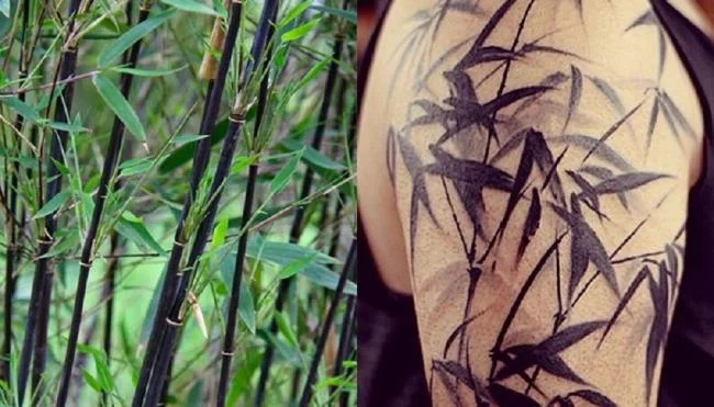 Kumpulan pola tato bambu terindah
