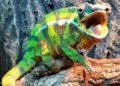 Sintesis gambar landak yang paling indah - foto indah yang berkilauan bertajuk "Happy landak"
