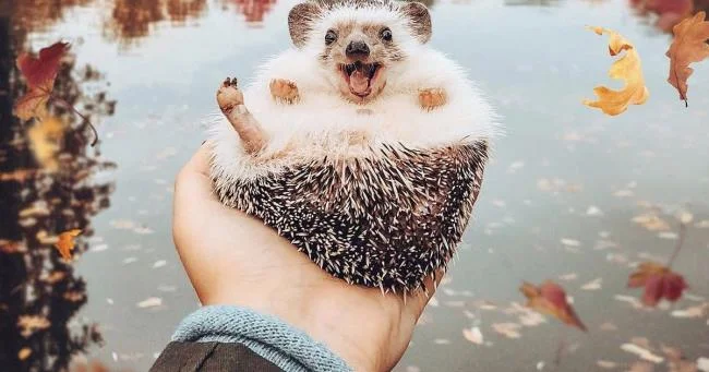 Sintesis gambar landak yang paling indah - foto indah yang berkilauan bertajuk "Happy landak"