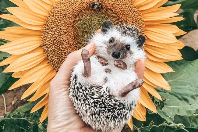 Sintesis gambar landak yang paling indah - foto indah yang berkilauan bertajuk "Happy landak"