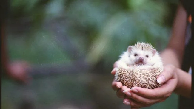 Sintesis gambar landak yang paling indah - foto indah yang berkilauan bertajuk "Happy landak"