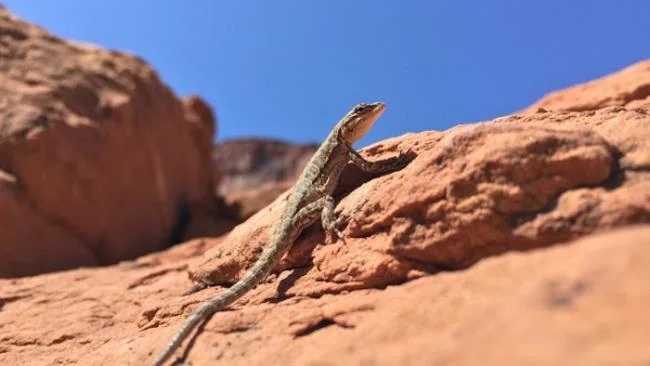 Korkunç kameralara sahip 5 yüksek kaliteli akıllı telefon