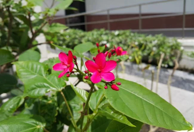 Korkunç kameralara sahip 5 yüksek kaliteli akıllı telefon