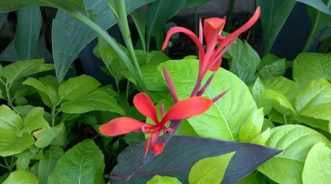 Korkunç kameralara sahip 5 yüksek kaliteli akıllı telefon