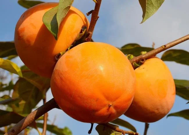 نحوه انتخاب خرمالو خوشمزه ، تشخیص خرمالو Da Lat و خرمالوی چینی