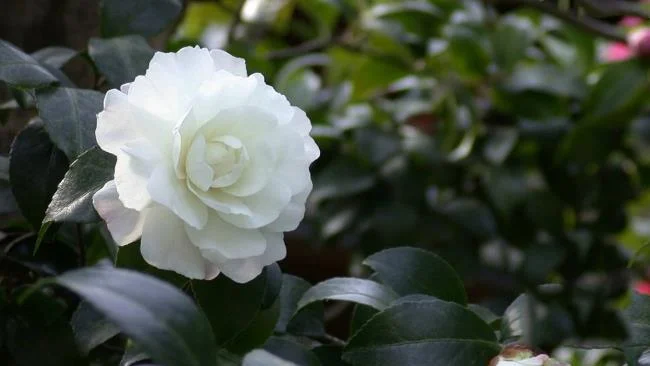 Sintetizza le più belle immagini di camelia