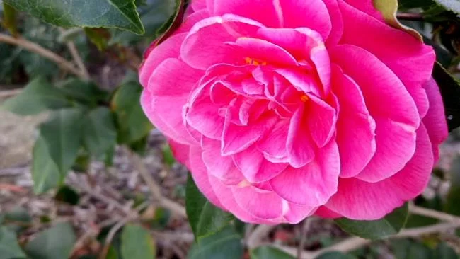 Sintetizza le più belle immagini di camelia