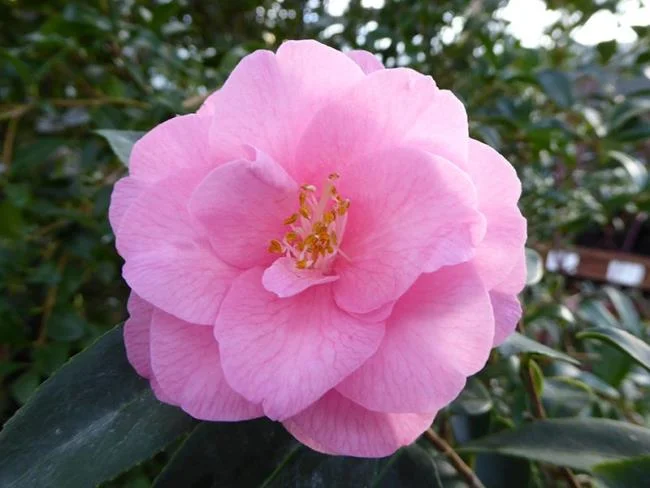 Sintetizza le più belle immagini di camelia