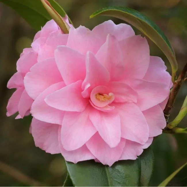 Sintetizza le più belle immagini di camelia