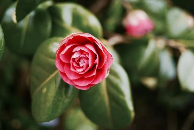 Sintetizza le più belle immagini di camelia