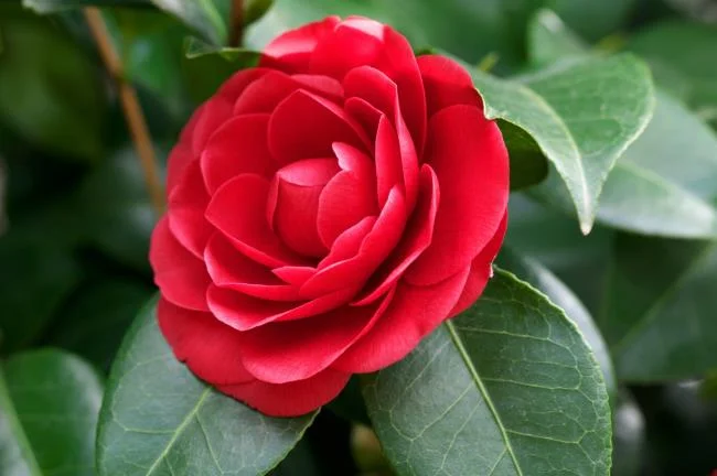 Sintetizza le più belle immagini di camelia
