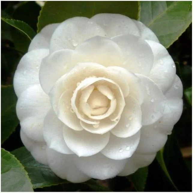 Sintetizza le più belle immagini di camelia
