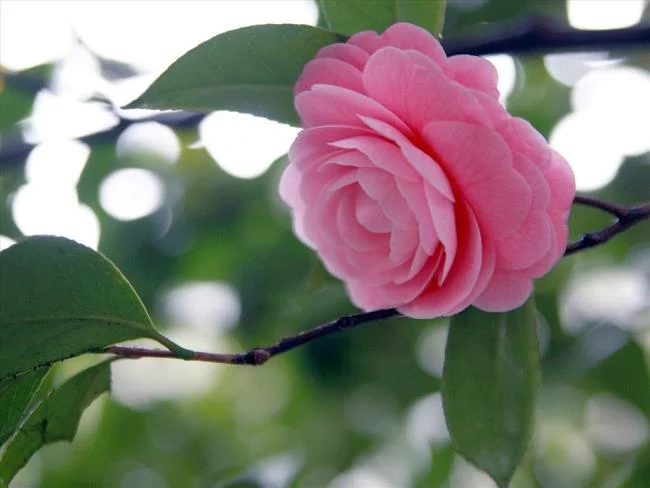 Sintetizza le più belle immagini di camelia