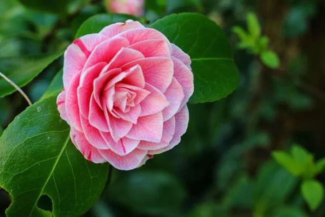 Sintetizza le più belle immagini di camelia