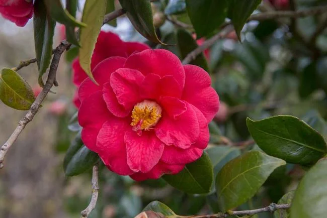 Sintetizza le più belle immagini di camelia