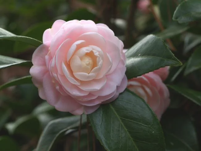 Sintetizza le più belle immagini di camelia