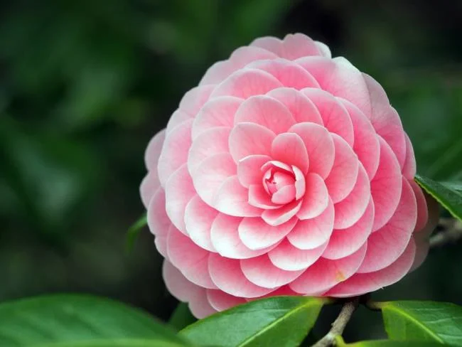 Sintetizza le più belle immagini di camelia