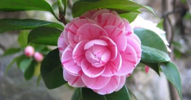 Sintetizza le più belle immagini di camelia