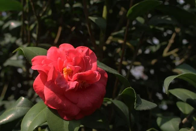 Sintetizza le più belle immagini di camelia