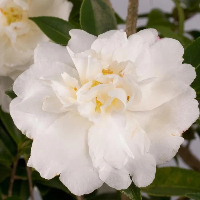 Sintetizza le più belle immagini di camelia