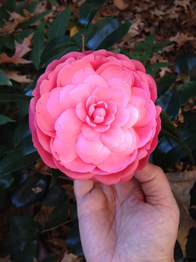 Sintetizza le più belle immagini di camelia