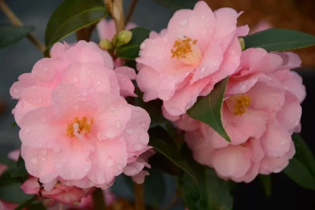 Sintetizza le più belle immagini di camelia