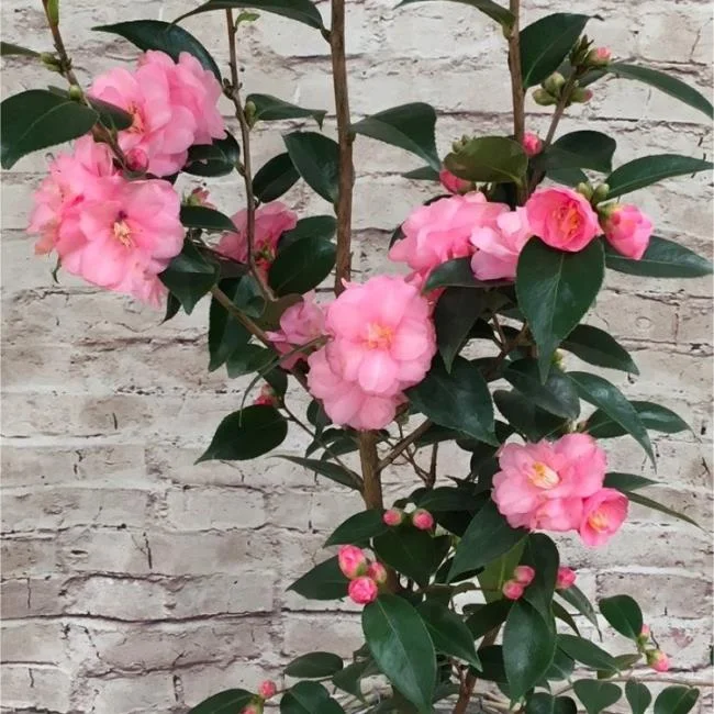 Sintetizza le più belle immagini di camelia