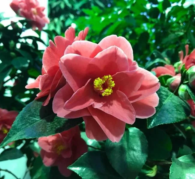 Sintetizza le più belle immagini di camelia