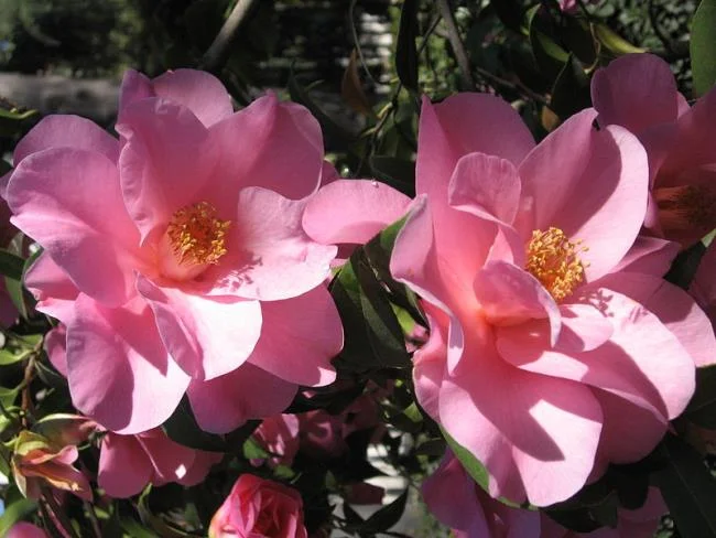 Sintetizza le più belle immagini di camelia