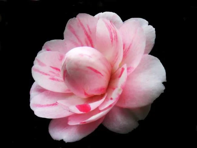 Sintetizza le più belle immagini di camelia