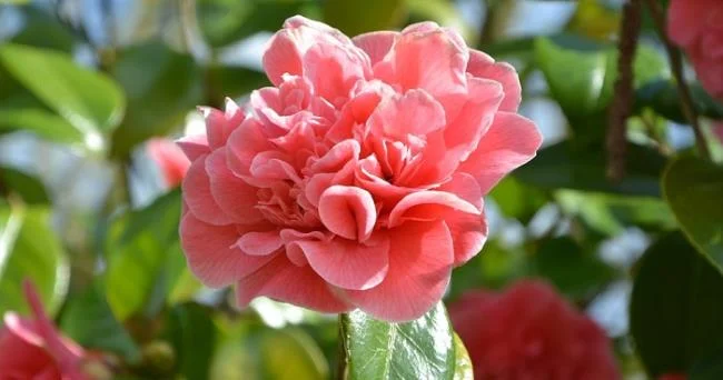 Sintetizza le più belle immagini di camelia