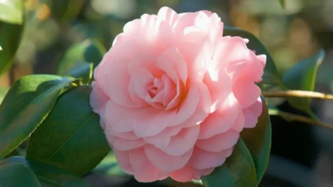 Sintetizza le più belle immagini di camelia