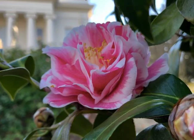 Sintetizza le più belle immagini di camelia