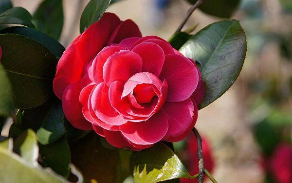 Sintetizza le più belle immagini di camelia