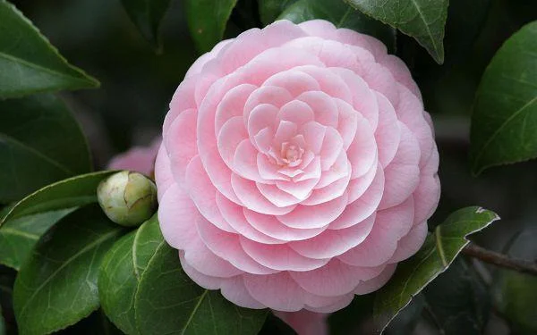 Sintetizza le più belle immagini di camelia