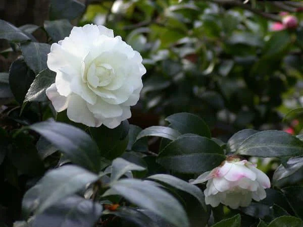 Sintetizza le più belle immagini di camelia