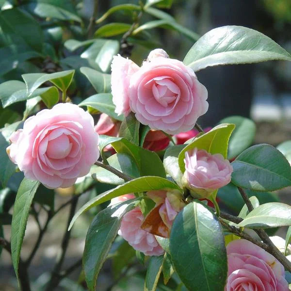 Sintetizza le più belle immagini di camelia