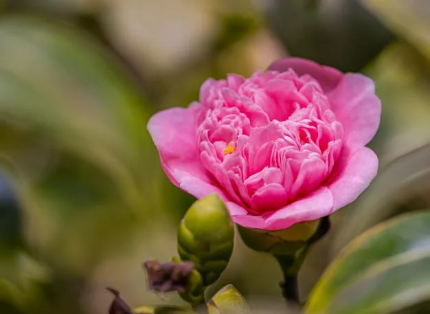 Sintetizza le più belle immagini di camelia