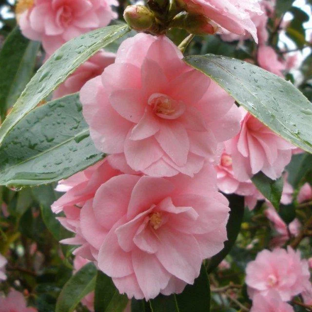Sintetizza le più belle immagini di camelia