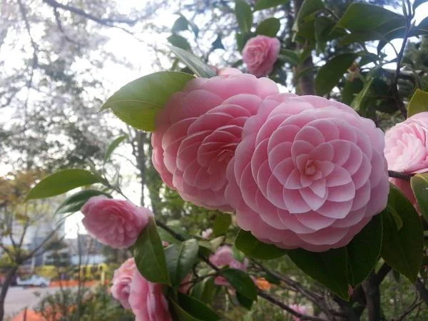 Sintetizza le più belle immagini di camelia