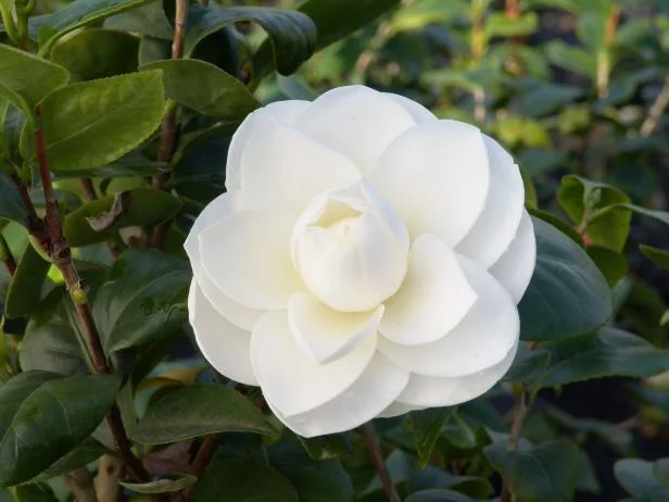 Sintetizza le più belle immagini di camelia