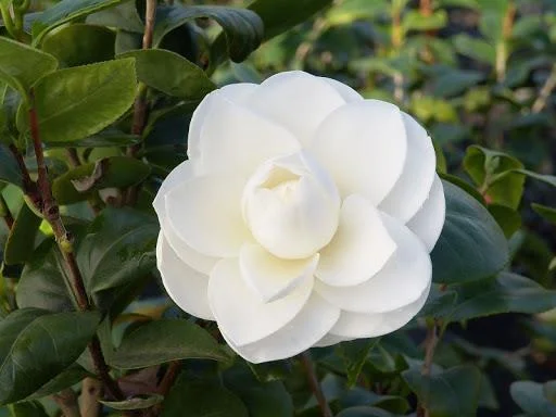 Sintetizza le più belle immagini di camelia