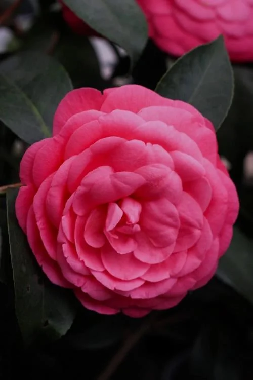 Sintetizza le più belle immagini di camelia
