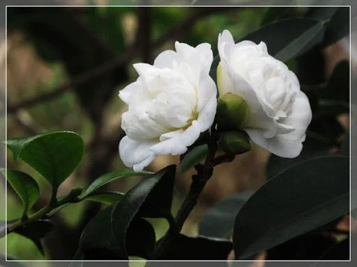 Sintetizza le più belle immagini di camelia