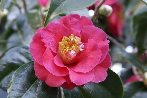 Sintetizza le più belle immagini di camelia