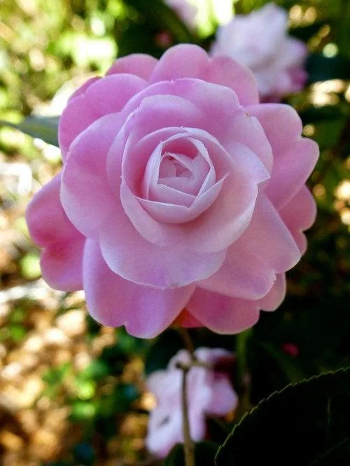 Sintetizza le più belle immagini di camelia