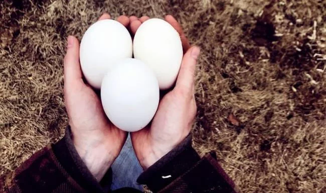 임산부는 몇 개월 동안 거위 알을 먹습니까?  정말 버릇없는 거위 알을 먹는 것이 똑똑한 아이들을 돕습니까?
