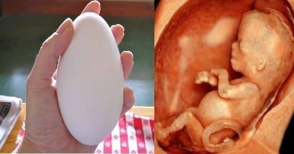 임산부에게 표준 거위 알을 먹도록 지시하여 태아가 잘 발달하도록 돕습니다.